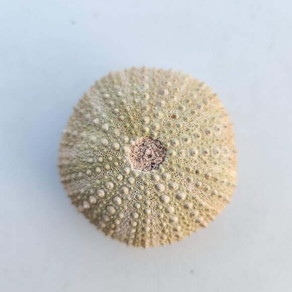 Whole Sea Urchin Fossil Shell Gems and Minerals Rocks Fossils Decor Nautical Nic - Picture 6 of 14